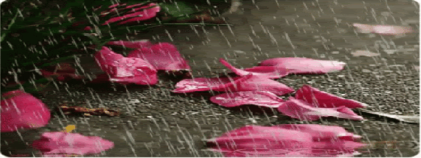 raining-flowers-rose-petals-animation